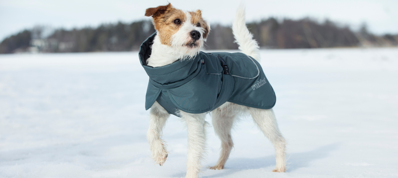 Hond in winterjas in sneeuw