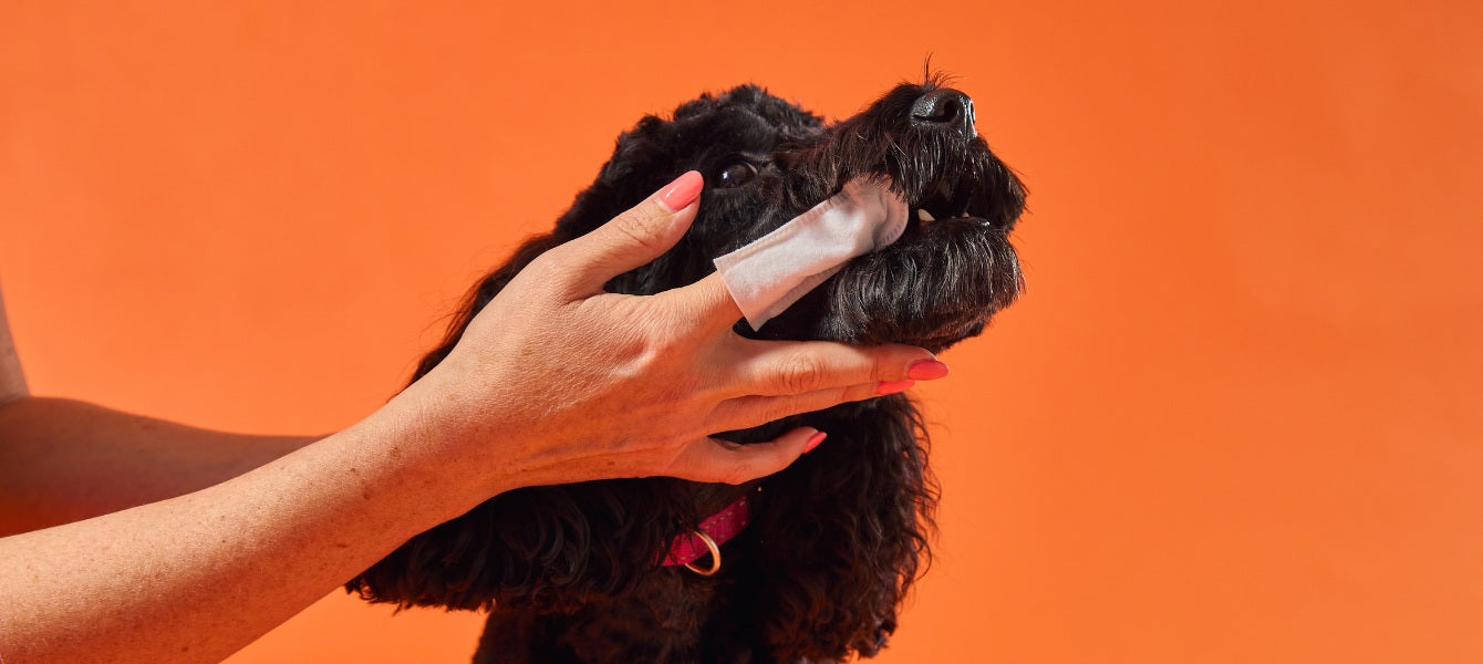 Tandenpoetsen hond