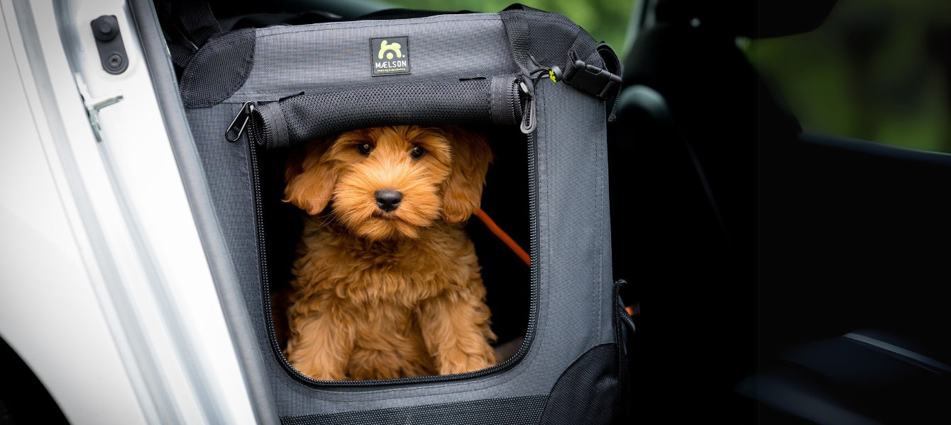 Waarom een Soft Kennel een must-have is voor jouw dierenwinkel