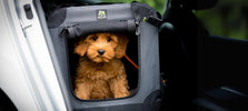 Waarom een Soft Kennel een must-have is voor jouw dierenwinkel
