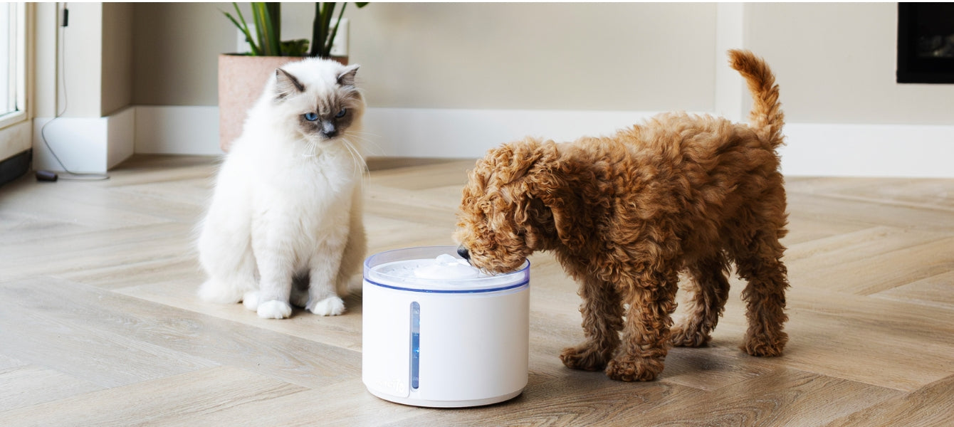 Van draadloos tot pomploos – innovatie in drinkfonteinen voor hond en kat