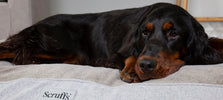 Orthopedische hondenbedden: onmisbaar in jouw assortiment