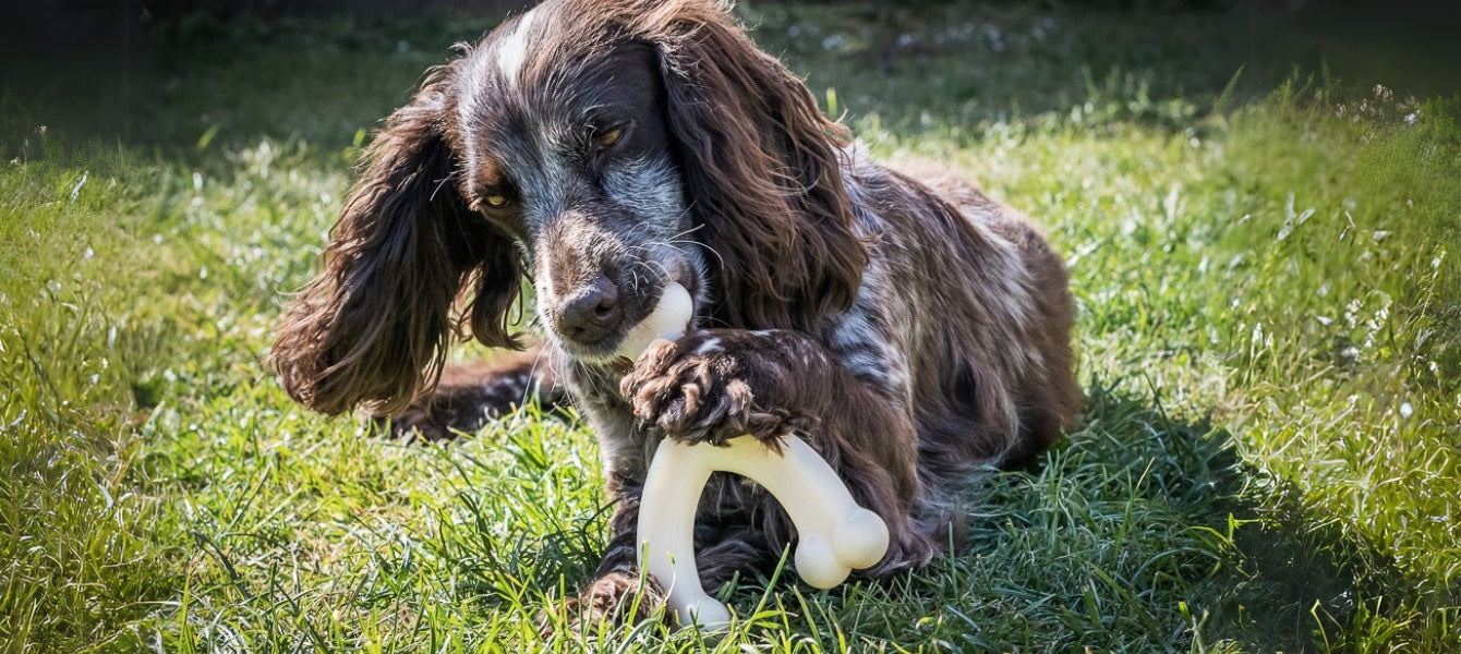 Nylabone with dog