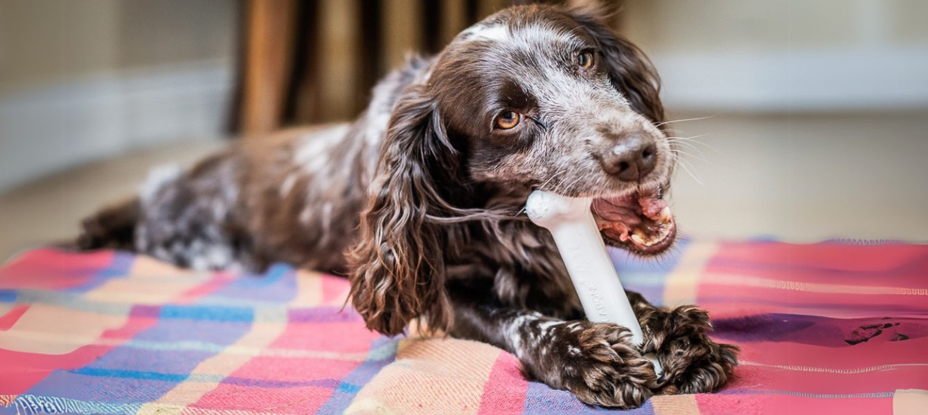 hond op kleed met een kauwbot