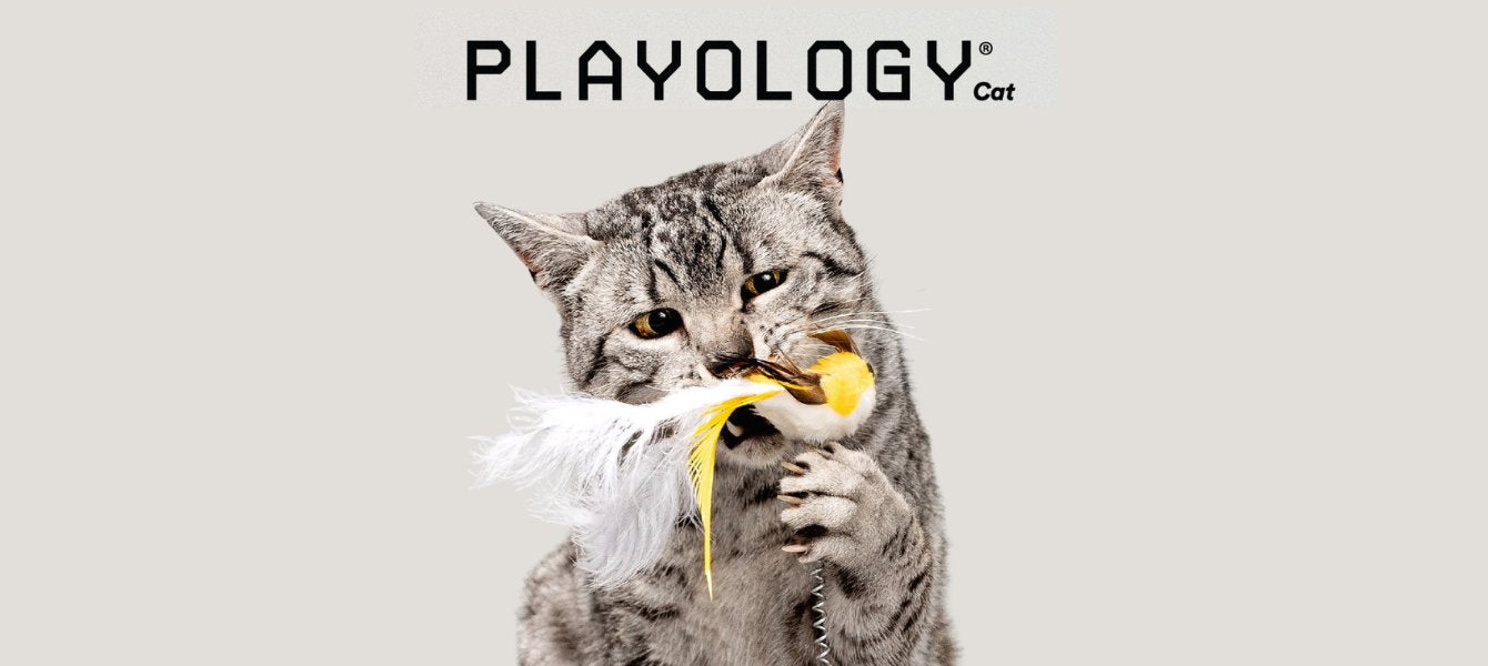 Playology kattenspeelgoed: inspelen op de behoeften van de binnenkat