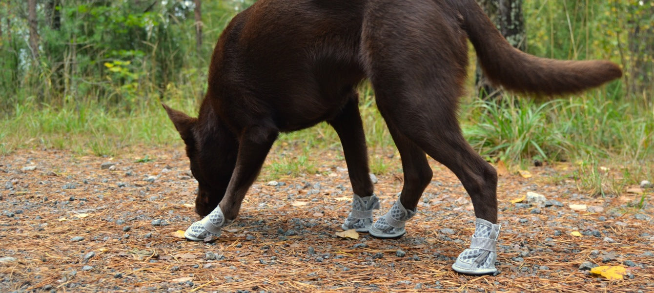 Hond met Rukka Summer shoes aan