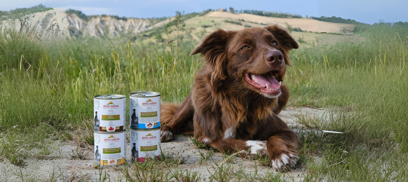 Hond met Almo nature blikvoer