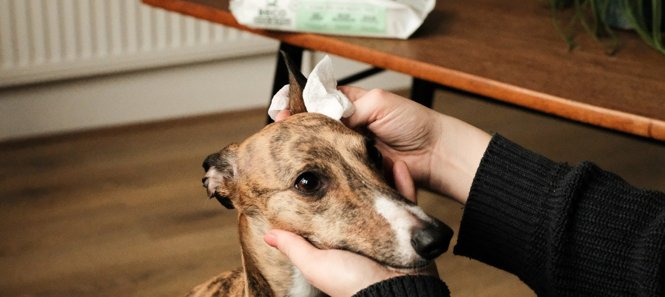 Hond met wipe