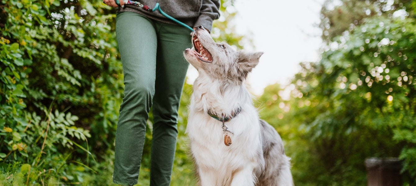 Hond met Tickless