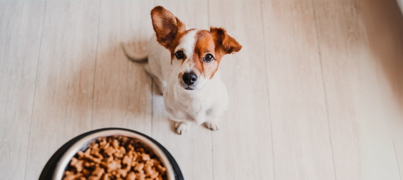 Pup kijkt naar voerbak