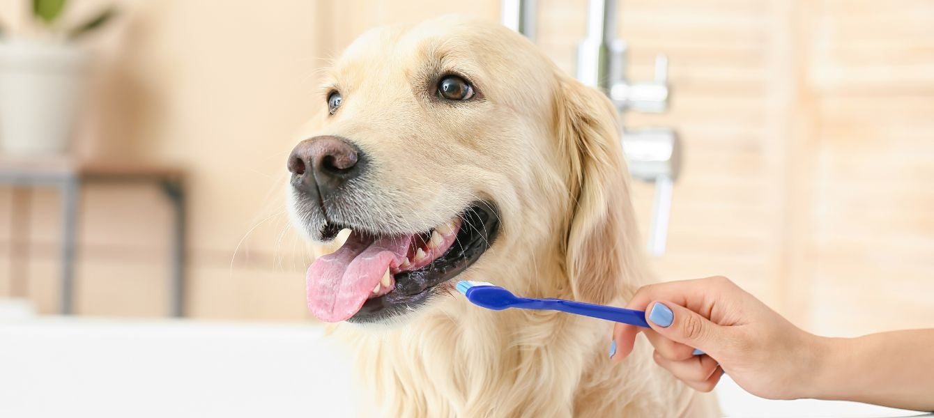 Hond met tandenborstel