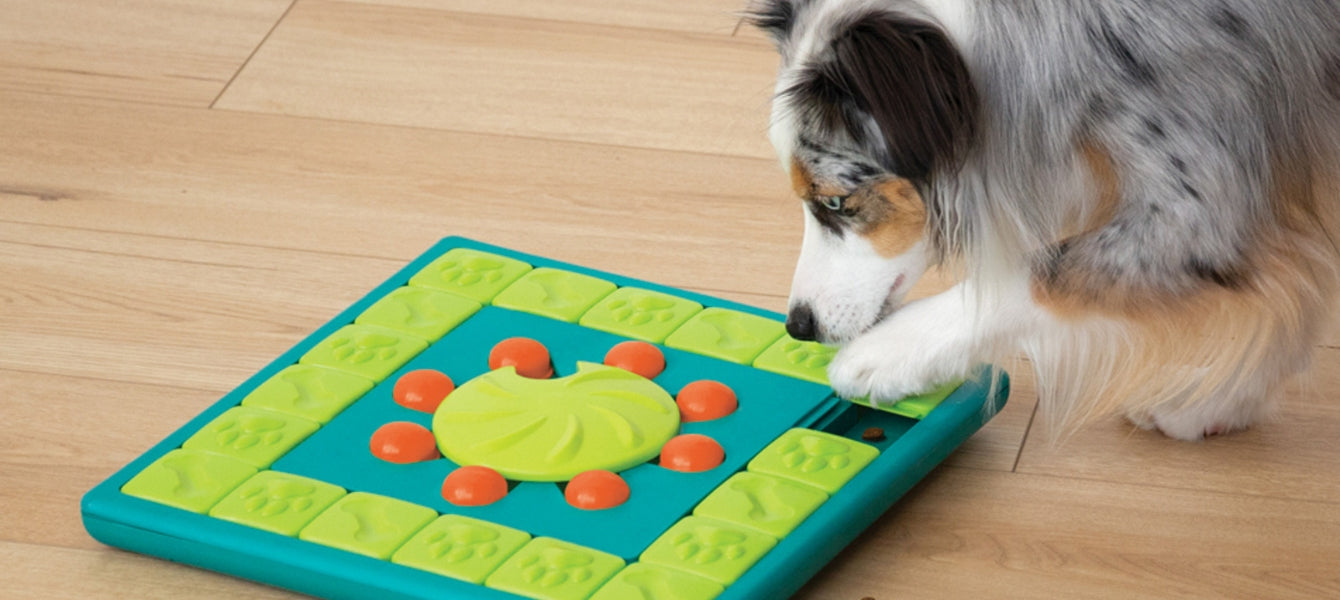 Slim spelen: puzzels voor honden en katten