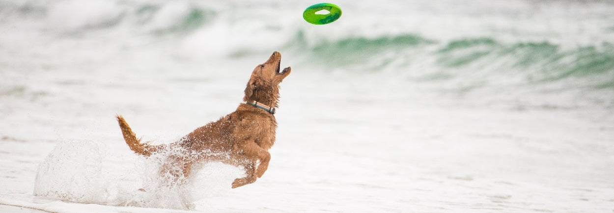 Hond met frisbee