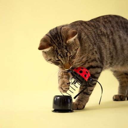 Collection image for: Playology Cat