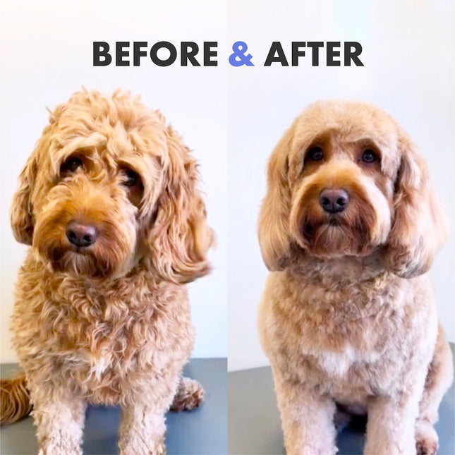 Curly Coat Conditioning Shampoo