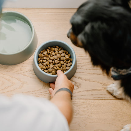 Steady Dog Bowl