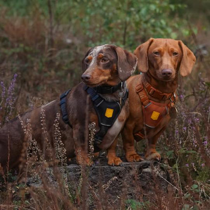 Wild Tundra Collar