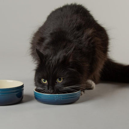Ombre voerbak voor katten
