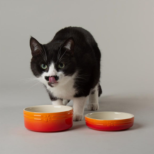 Ombre cat bowl