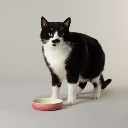 Ombre voerbak voor katten