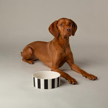 Amalfi dog bowl