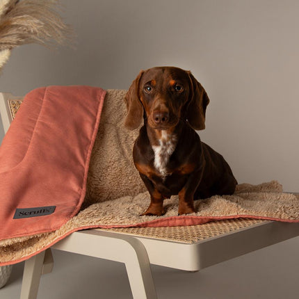 Display - Snuggle Blanket - 40 stuks