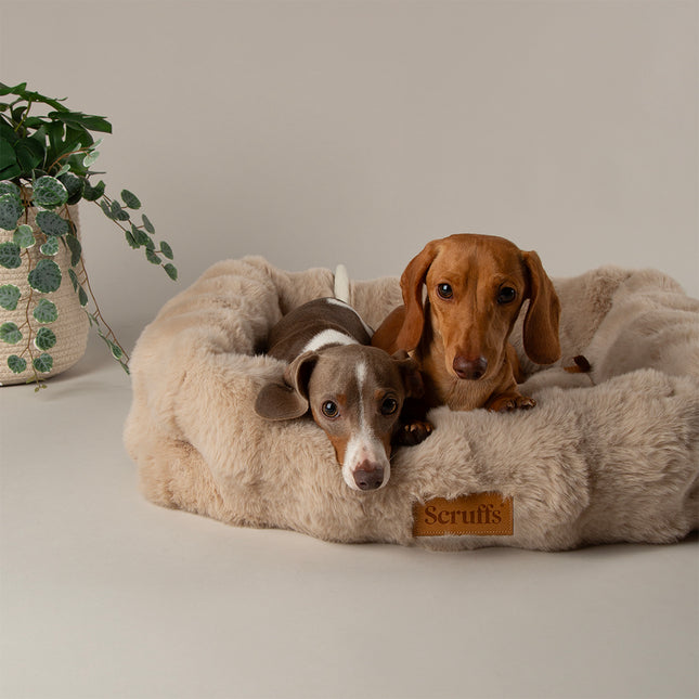Alpine Box Bed