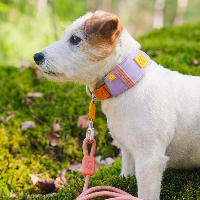 Alpha 360 Collar