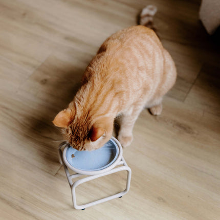 BUTLER Single for cats