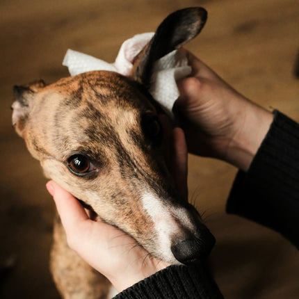 Dog Ear Wipes - Coconut Scented - 70 Pack