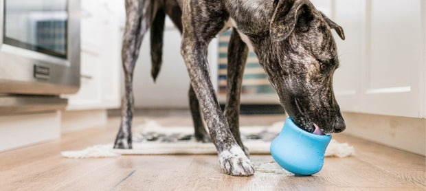 <h4>Pain Relief for Dogs with Arthritis</h4>
