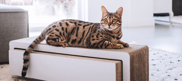 <h4>Helfen Sie Kunden, den richtigen Kratzbaum für ihre Katze auszuwählen</h4>