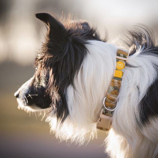 Cloudbeam Collar