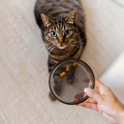 DAWN - Katzenfutternapf aus Glas