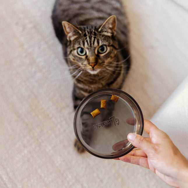 DAWN - Glass cat food bowl