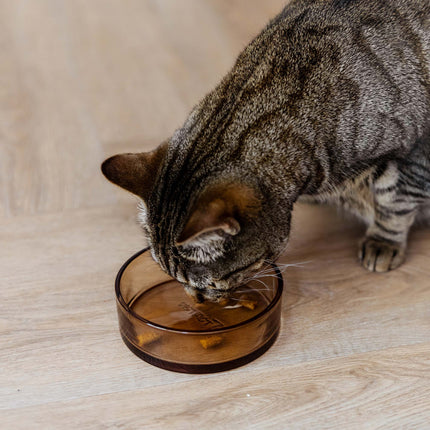 DAWN - Katzenfutternapf aus Glas