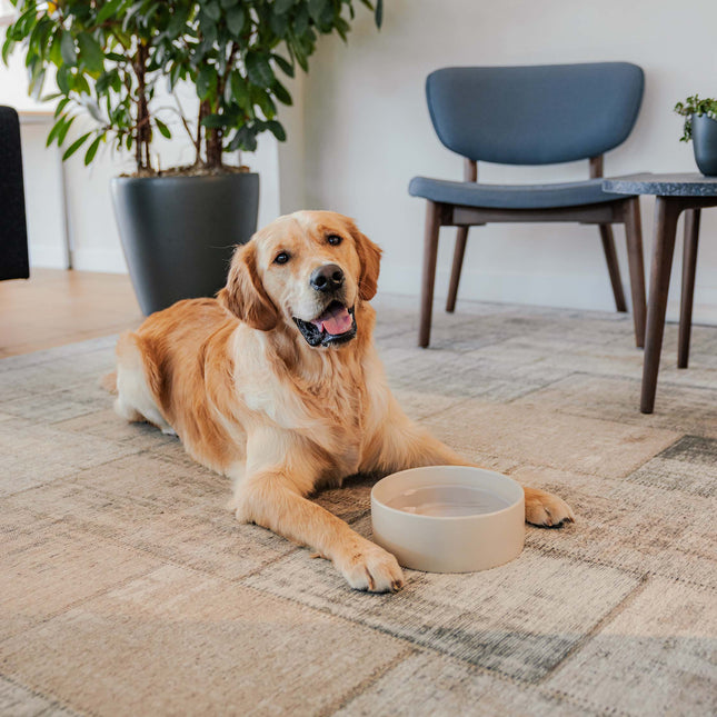 DUSK - Ceramic dog food bowl