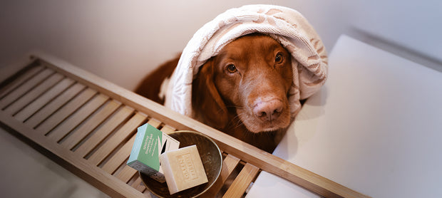 <h4>5 Benefits of a Shampoo Bar for Dogs</h4>
