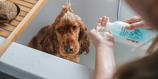 <h2>Greenfields</h2>