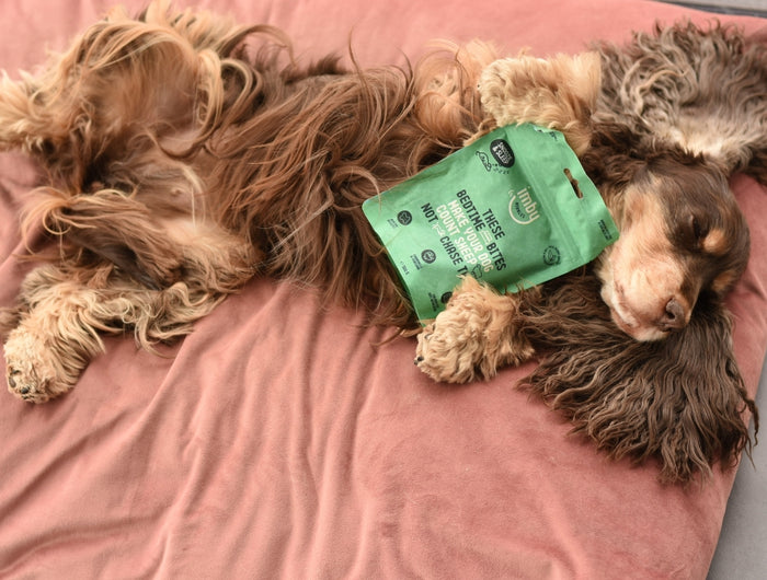 <h3>Natural dog snacks: Healthy and easily digestible</h3>