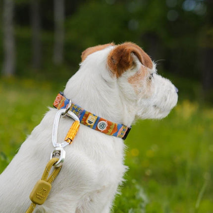 Nightless Night Collar