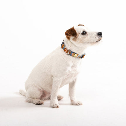 Nightless Night Collar