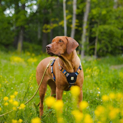 Nightless Night Harness