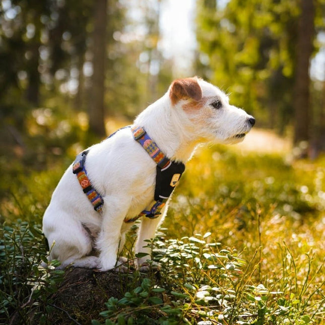 Nightless Night Harness