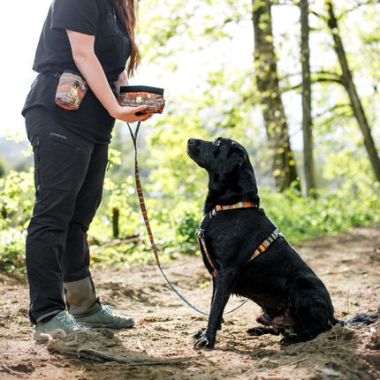 Nightless Night Leash