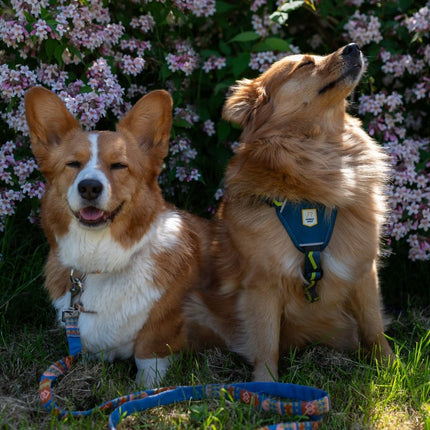 Nightless Night Leash