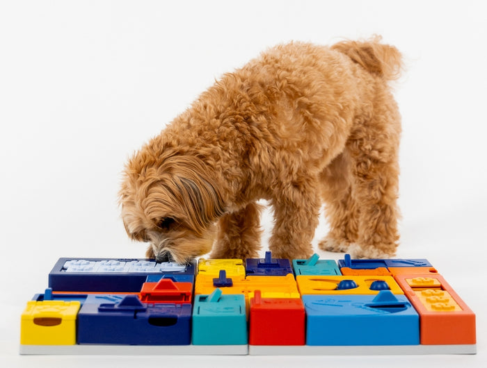 <h2>Playing together strengthens the bond</h2>