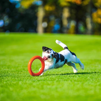PitchDog Ring