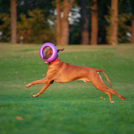 Puller Dog Fitness Tool