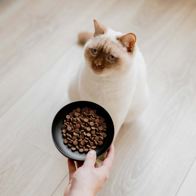 ROYAL Stainless Steel Cat Food Bowl